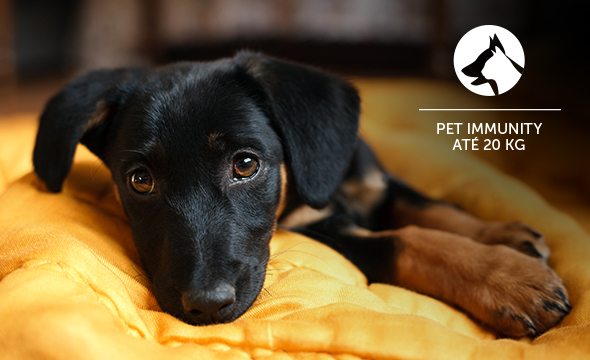 Segurança para sua casa, tranquilidade para seu Pet