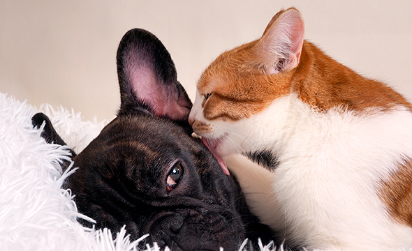 Proteção para seu PET